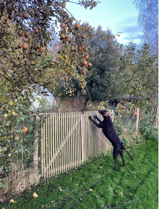Een zwarte hond staat op zijn achterpoten, probeer appels uit een boom te plukken. De boom hangt vol rijpe appels, in een tuin met groen gras en omringd door andere bomen en struiken.