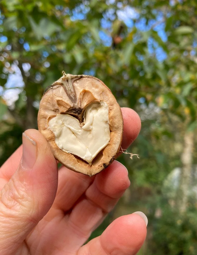 Een hand houdt een walnutshel, met daarin een hartvormige kern van walnoot, tegen een achtergrond van groene bladeren en een blauwe lucht.
