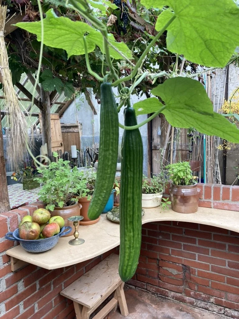 Twee komkommers groeiend aan een plant in een tuin.