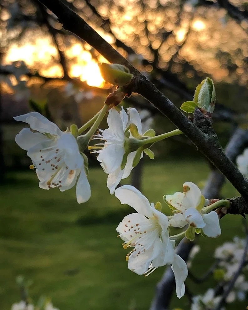 Witte bloesems aan een boomtak bij zonsondergang, met een achtergrond van een groene tuin.