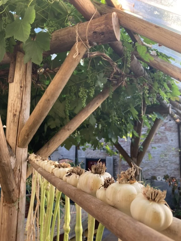 De afbeelding toont een rij knoflook die op een houten stok liggen te drogen, met een tuin en groene bladeren op de achtergrond.