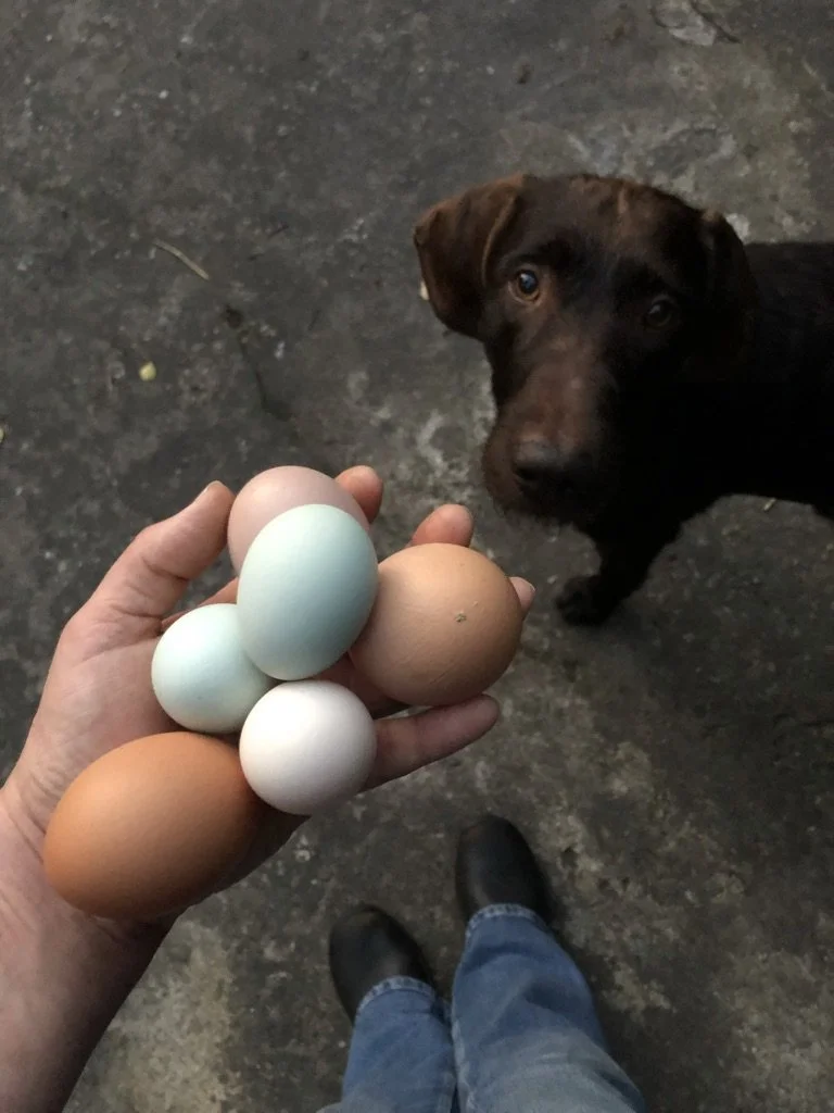 Persoon houdt een hand vol gekleurde eieren, terwijl een bruine hond naar de camera kijkt op een stoep.