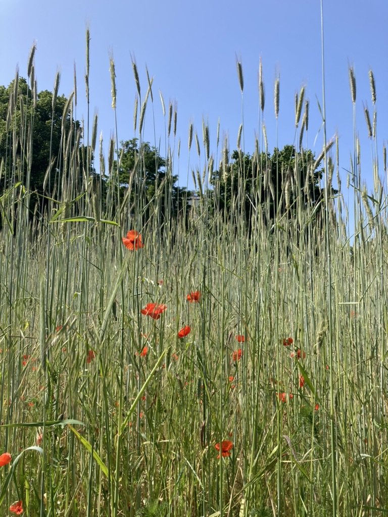 Wierookachtig gras en rode klaprozen in een veld onder een blauwe lucht.