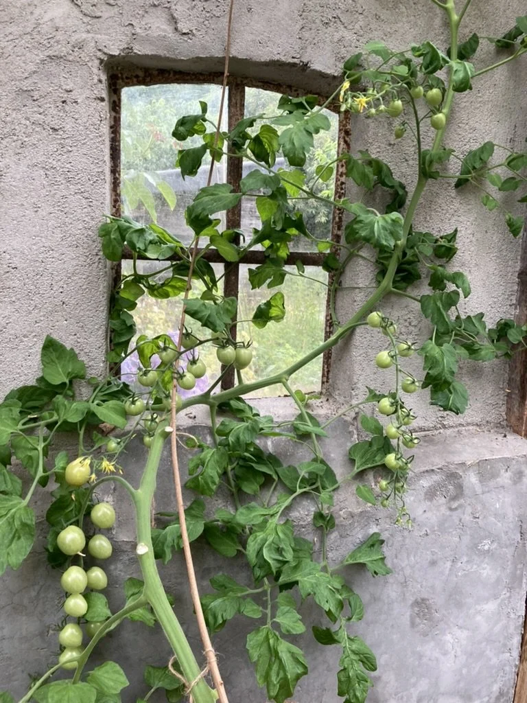 Groene tomaten groeien aan een plant binnen in een met cement beklede muur met een klein raam.