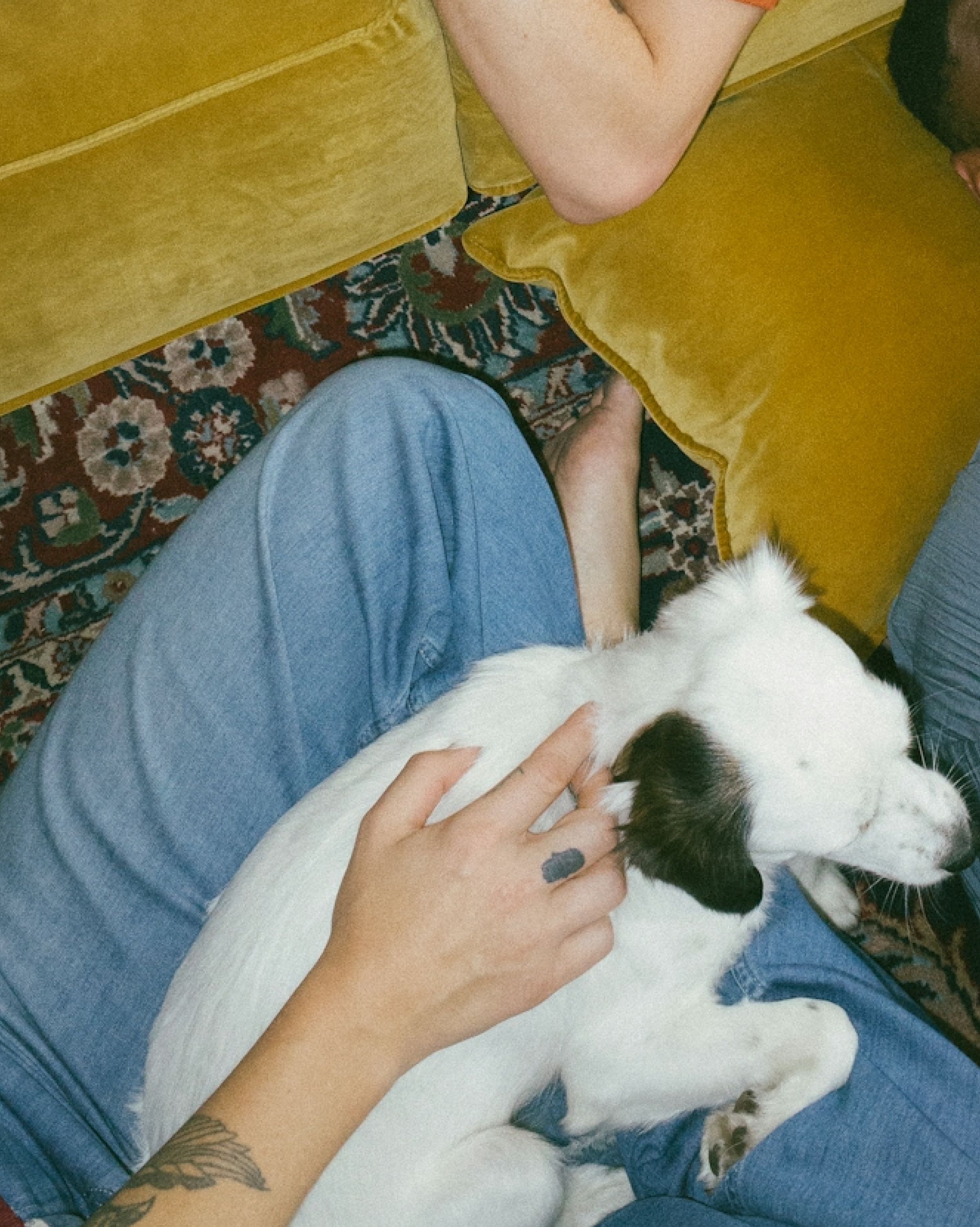 Small dog enjoying in-home daycare with Minki in Toronto's West End