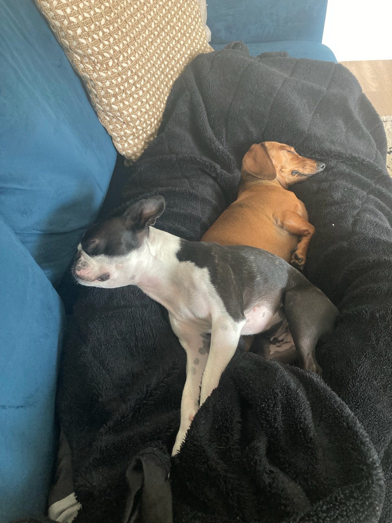 A dachshund sleeping next to a Boston Terrier during dog boarding with Minki in Toronto's West End