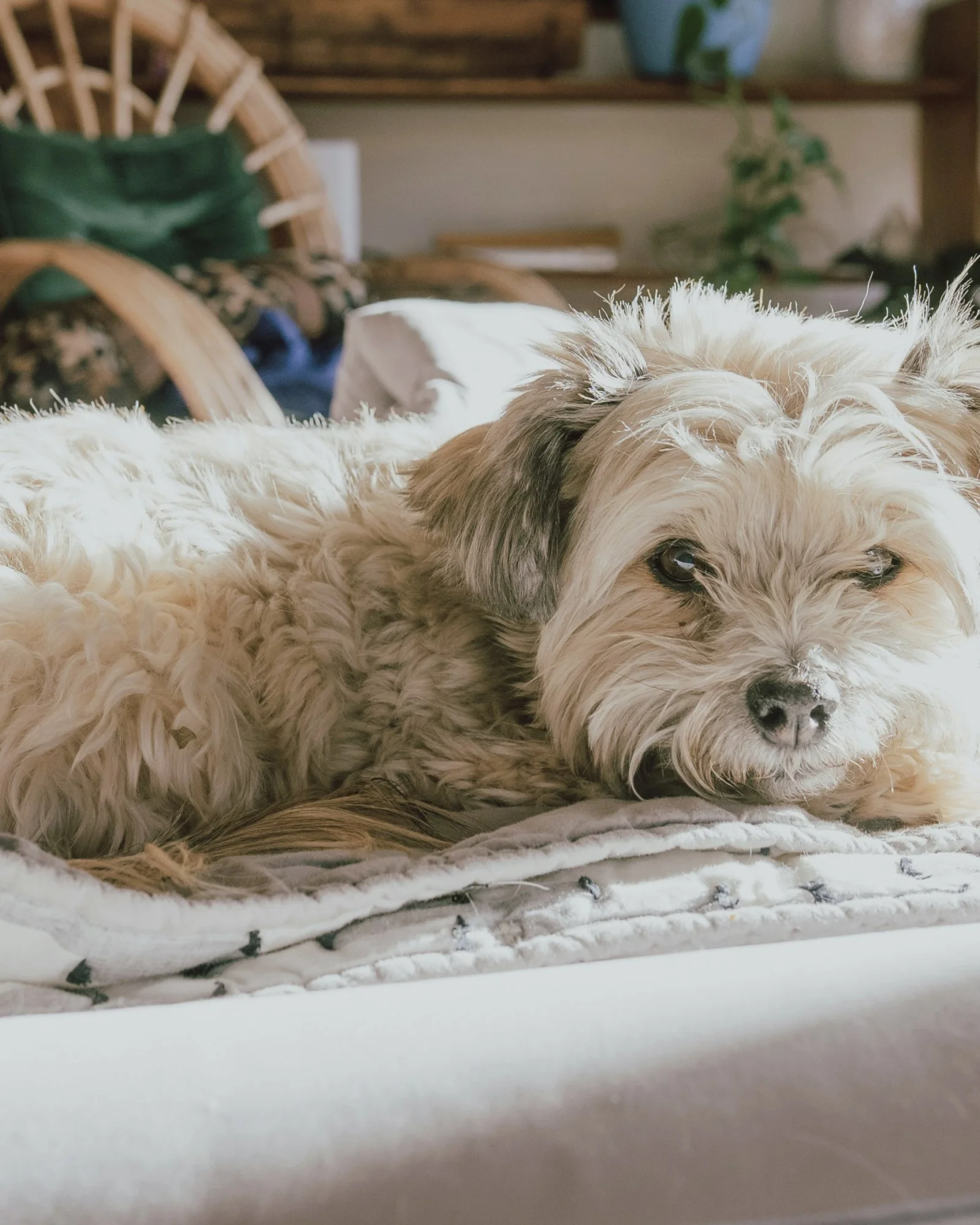 Small dog settled at home during overnight boarding with Minki in Toronto