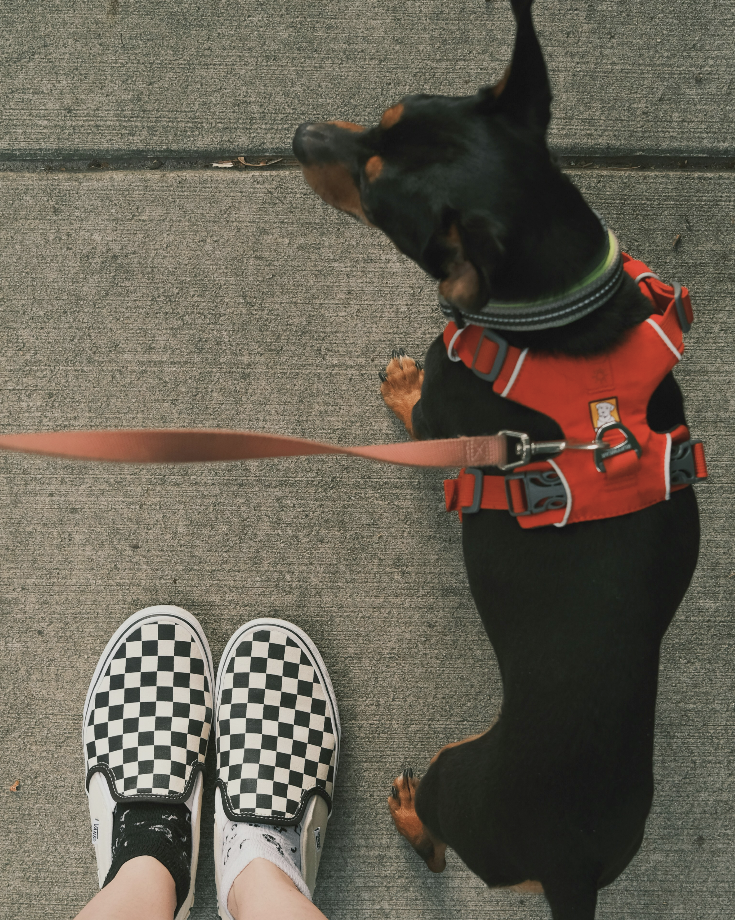 Small dog being walked in Trinity Bellwoods Park Toronto by Minki dog walker