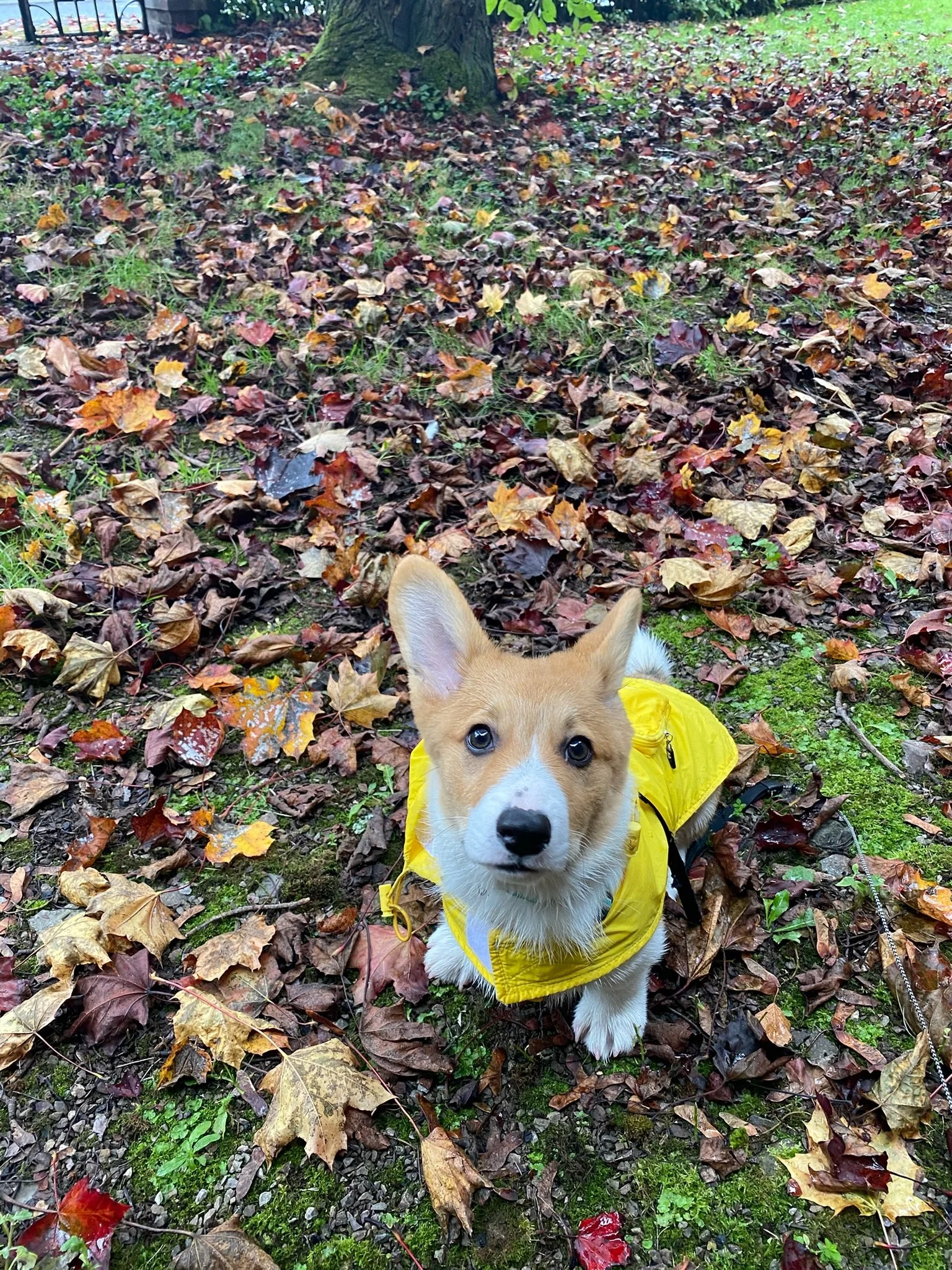 Corgi enjoying a dog walk in Toronto's West End with Minki dog walking service