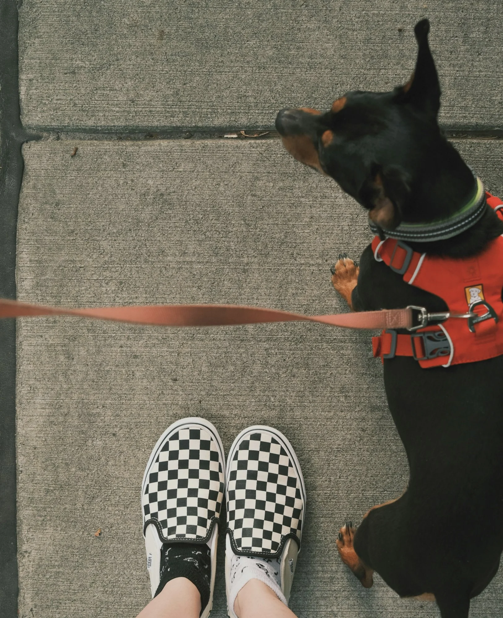 Small dog being walked in Trinity Bellwoods Park Toronto by Minki dog walker