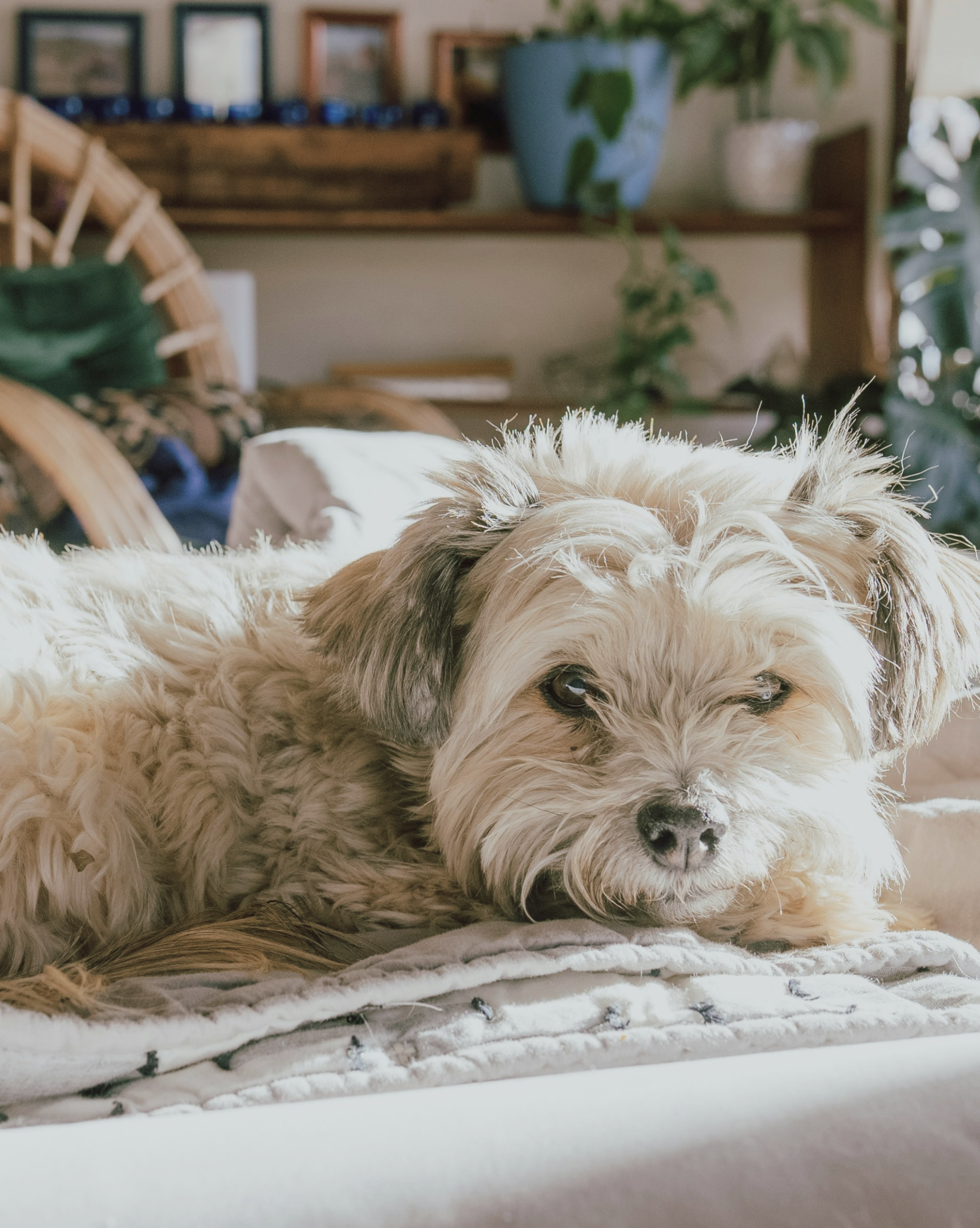 Small dog settled at home during overnight boarding with Minki in Toronto
