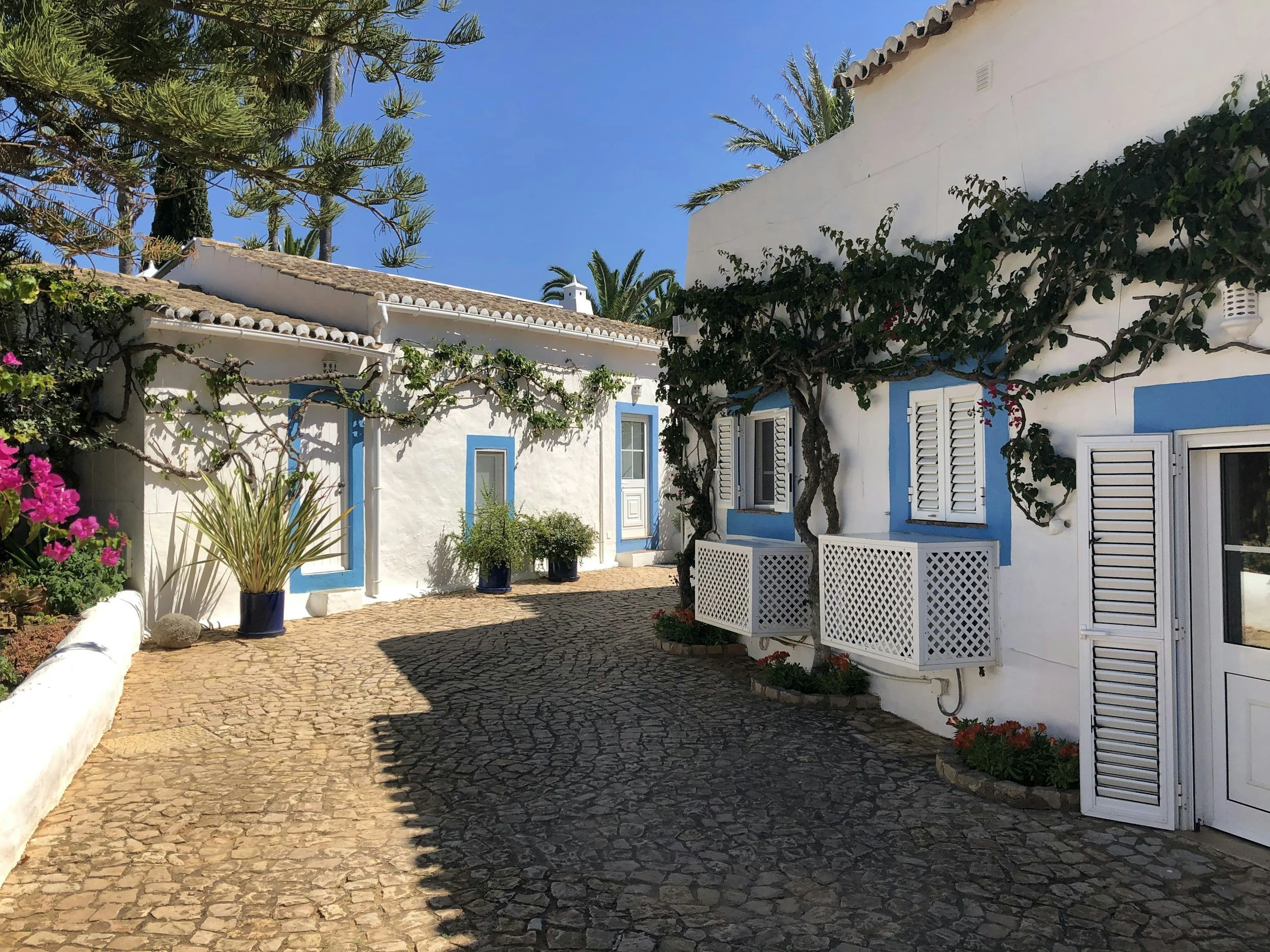 A sunny courtyard with white buildings accented with blue trim, covered in climbing ivy, and surrounded by potted plants, pink flowers, and palm trees under a clear blue sky.