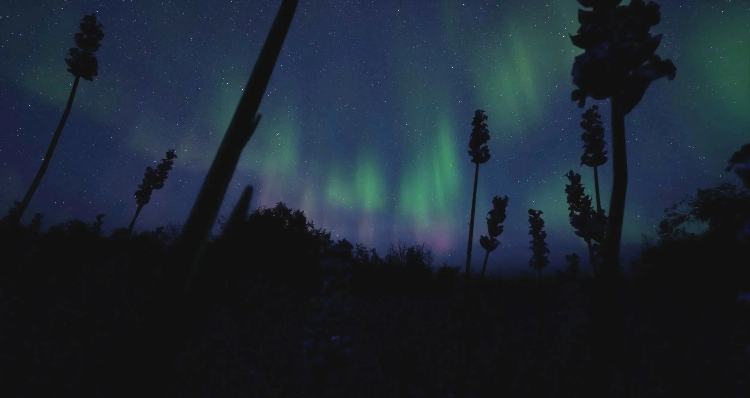 Night sky illuminated by the northern lights with silhouettes of tall trees in the foreground.