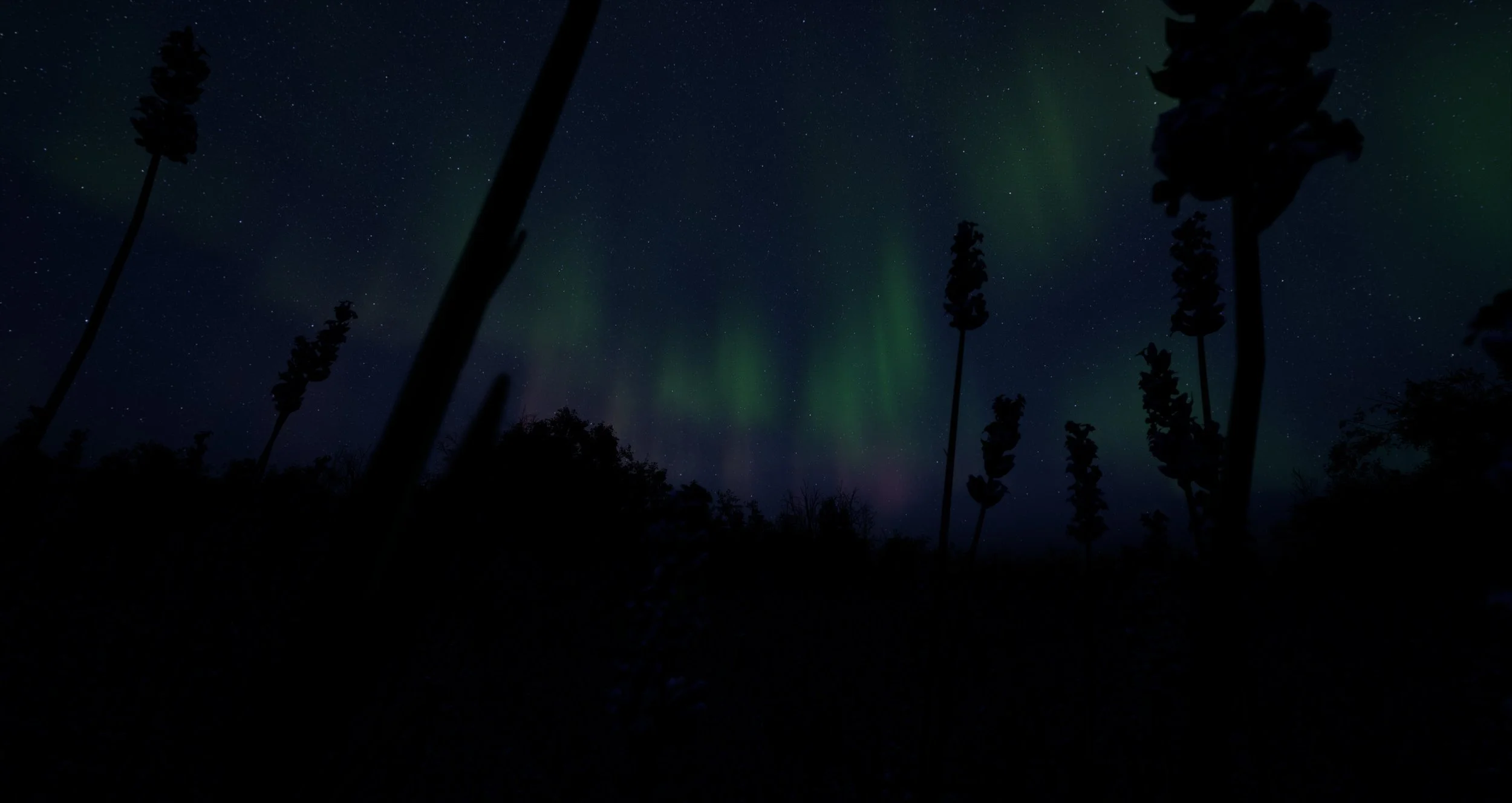 Night sky illuminated by the northern lights (aurora borealis) with silhouetted trees in the foreground.