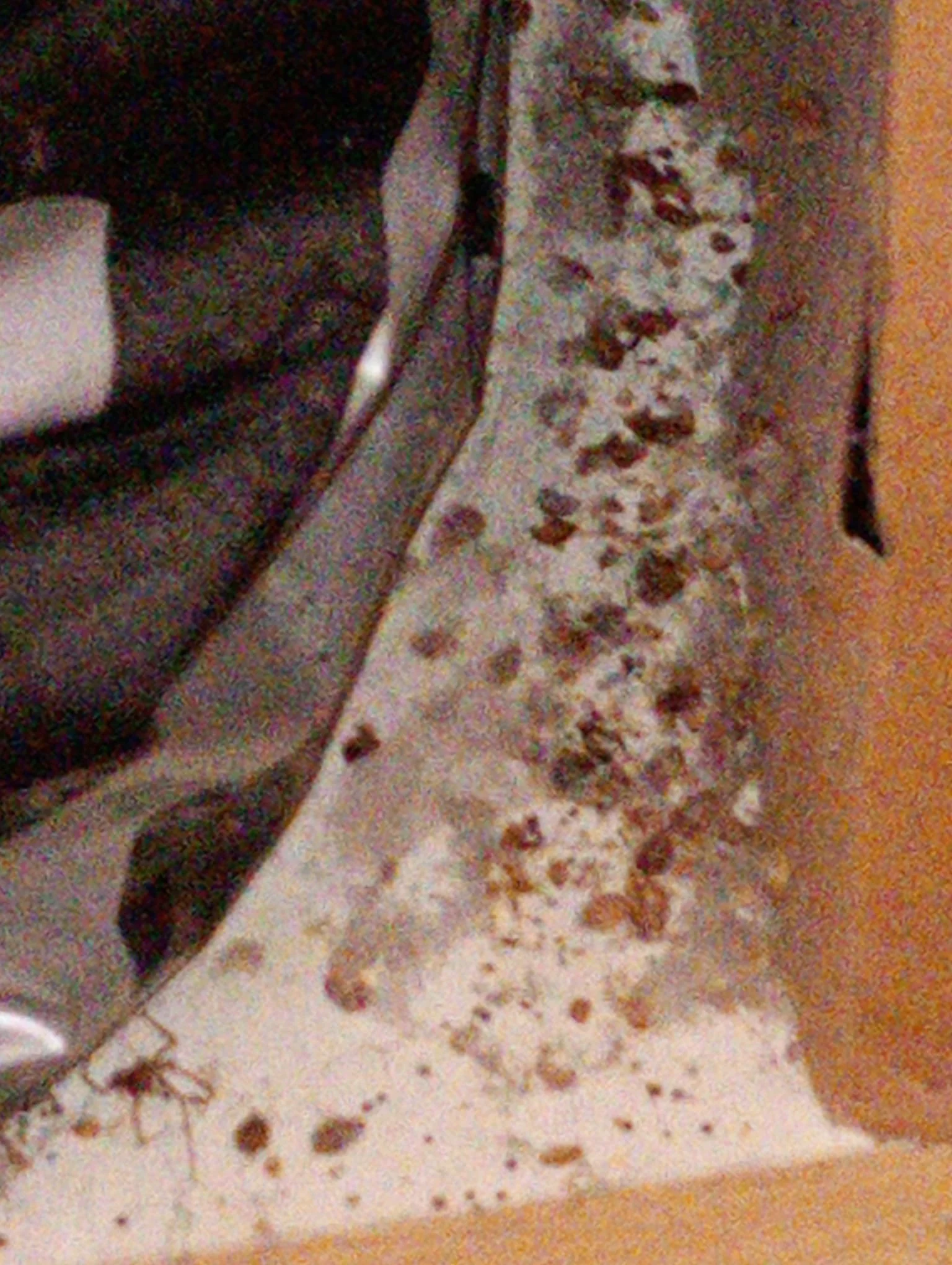 Bedbugs