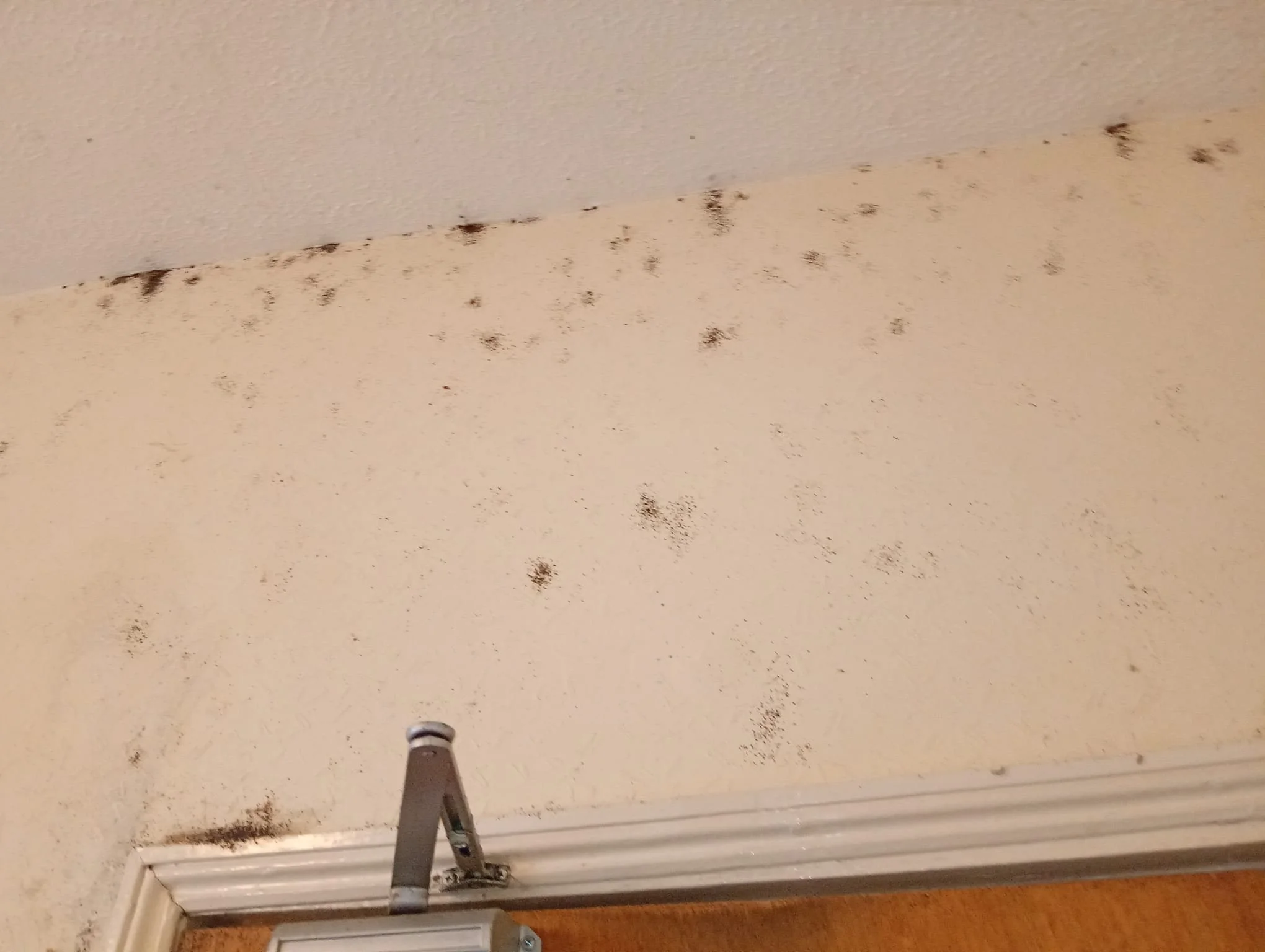 Bedbug Tracking on Ceiling