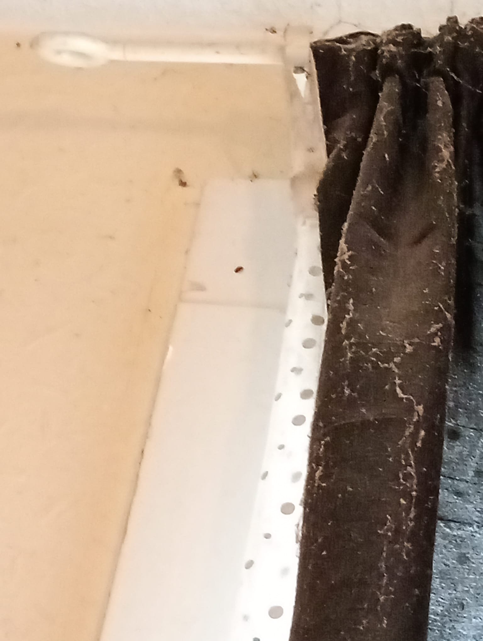 Bedbugs in Curtains