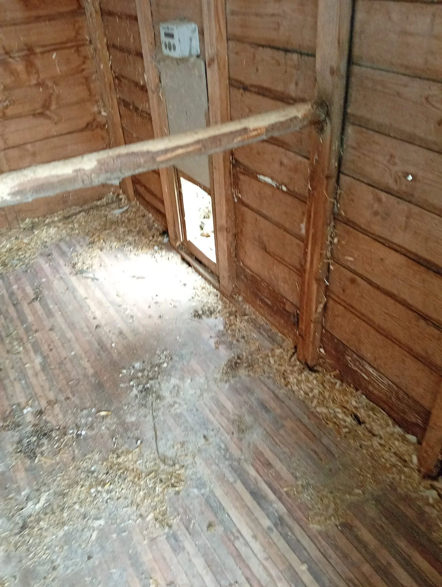Rodent Infestation in Chicken Coop