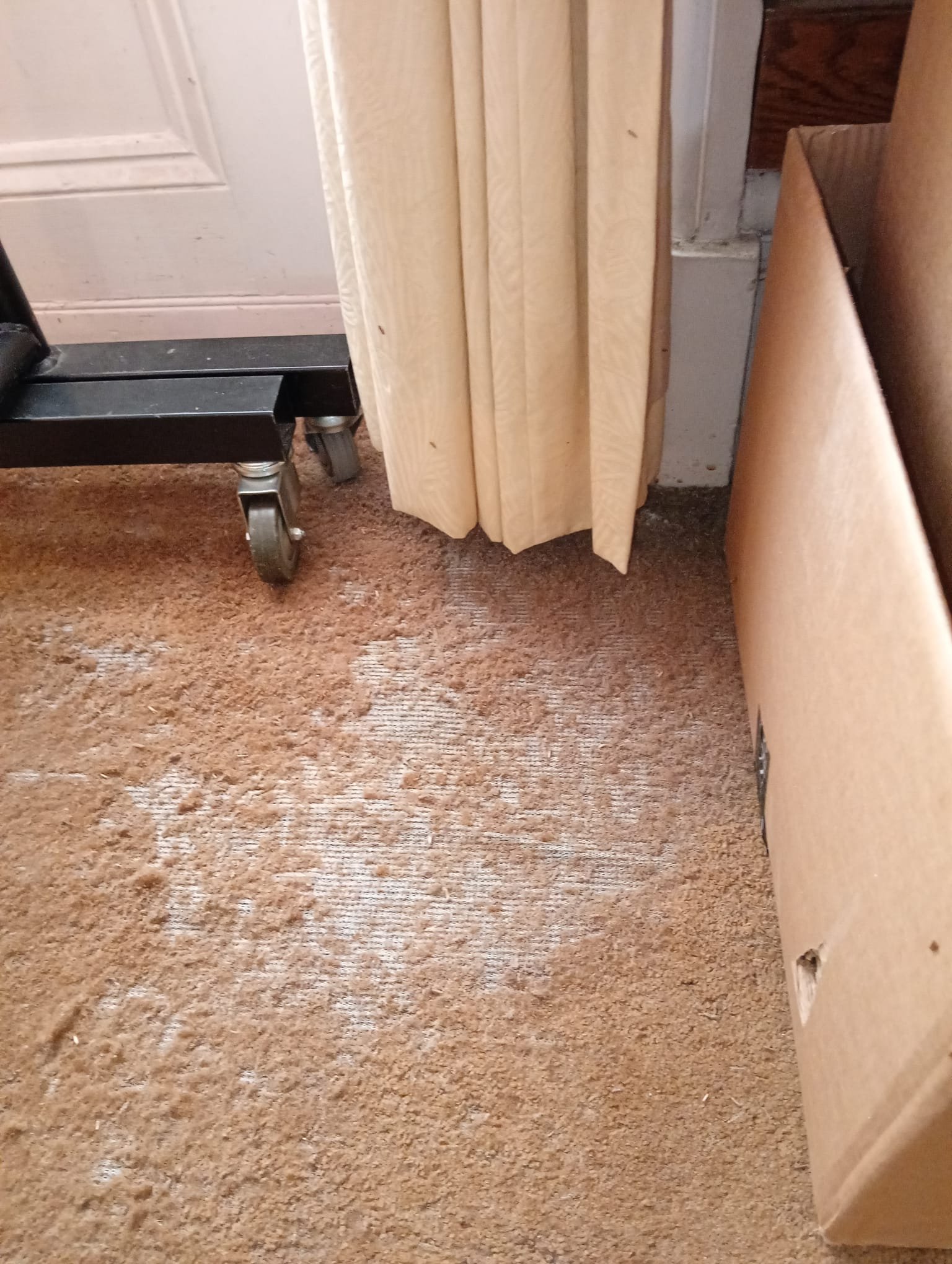 Carpet Moth Damage