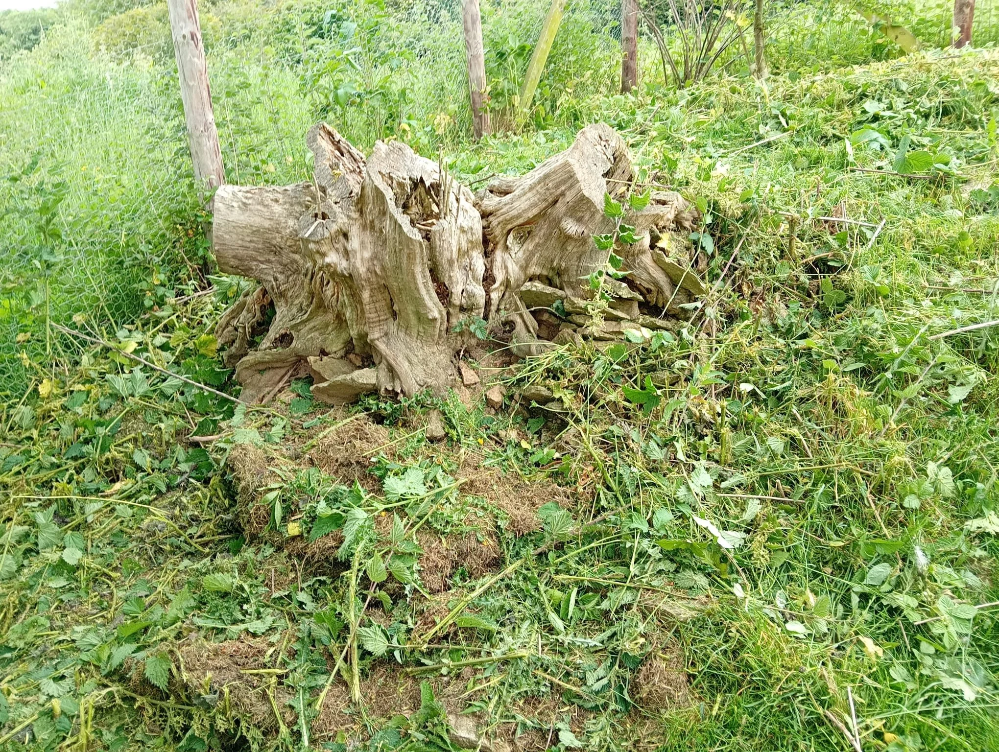 Rodent Ingress/Nest