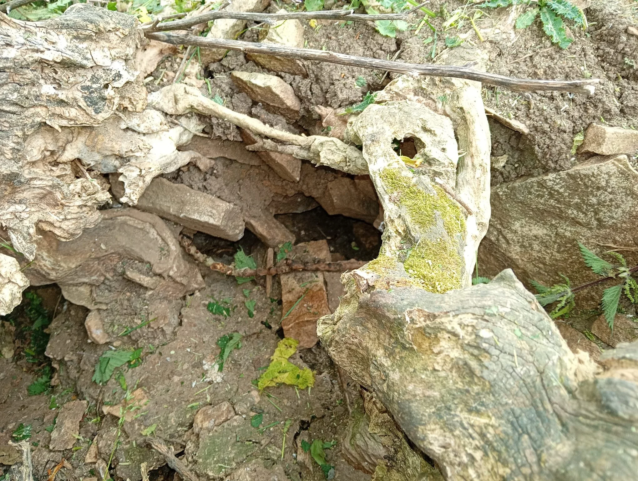 Rodent Ingress/Nest
