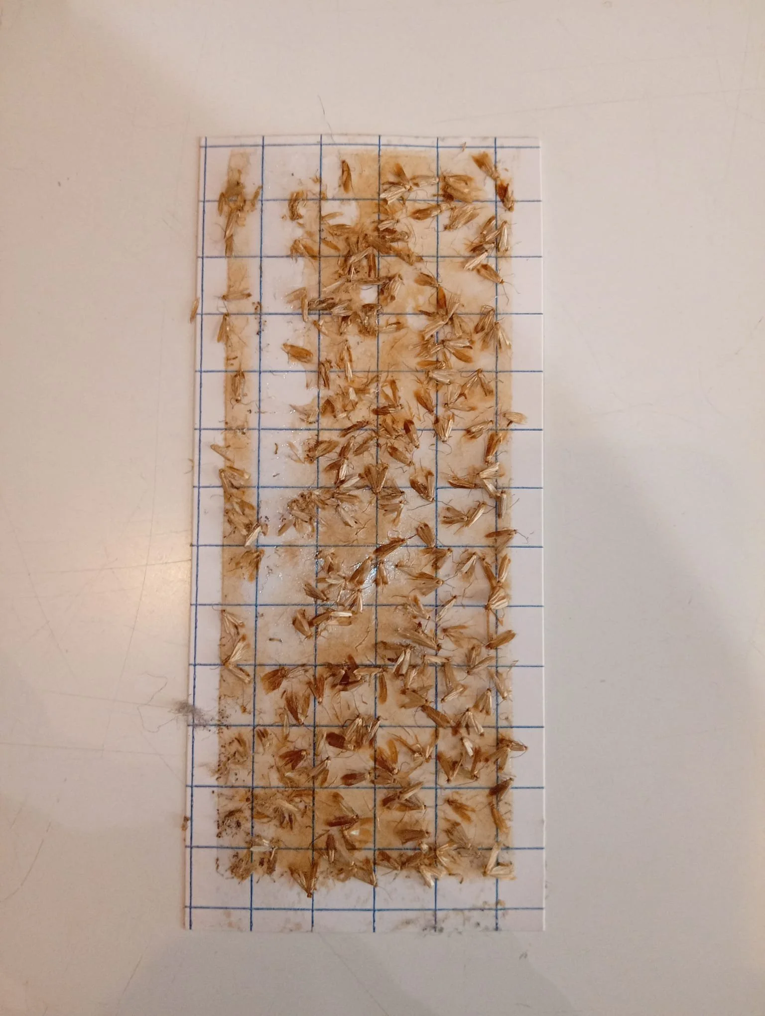 Carpet Moths