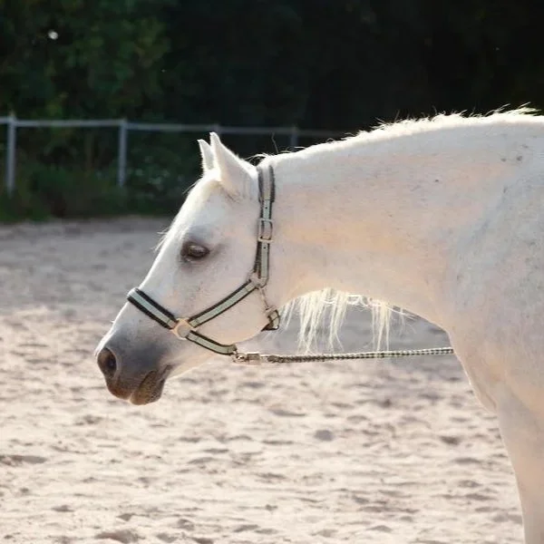 Weißes Pferd steht auf einer Sandfläche und genießt die Sonne. Es sind nur der Kopf und der Hals zu sehen.