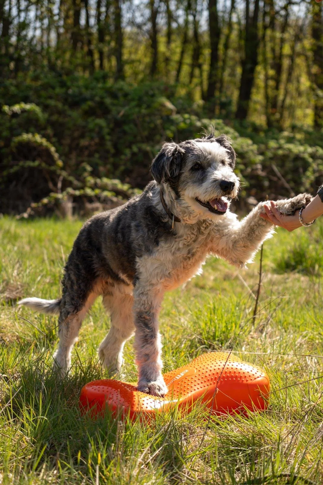 Ein Hund steht auf einer orangefarbenen Balance-Board im Freien, während eine Person ihm die Pfote gibt, im Hintergrund Bäume und grünes Gras.