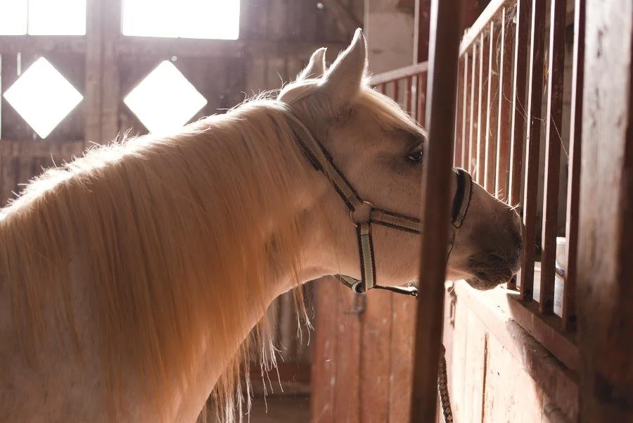 Weißes Pferd guckt neugierig in die Futterkammer.