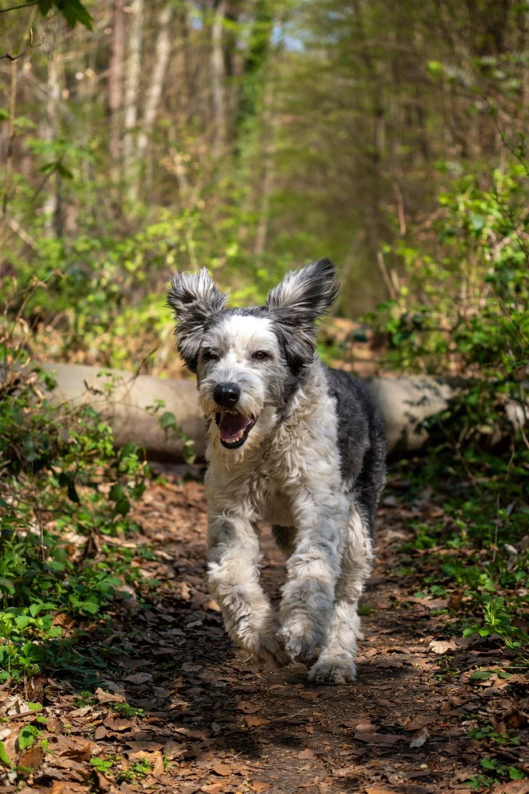 Lustiger Hund läuft fröhlich auf einem Waldweg, umgeben von grünen Büschen und Bäumen, sonniger Tag.