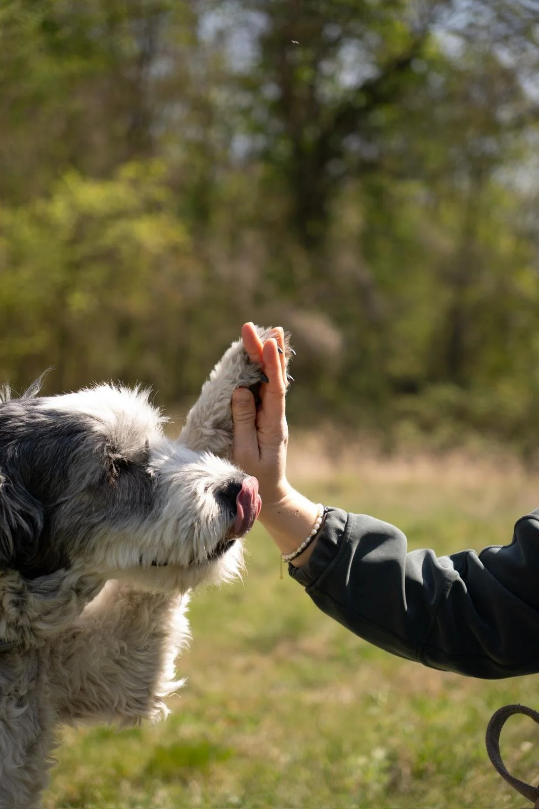 Ein weiß-grauer Hund gibt einer Frau freudig high five.