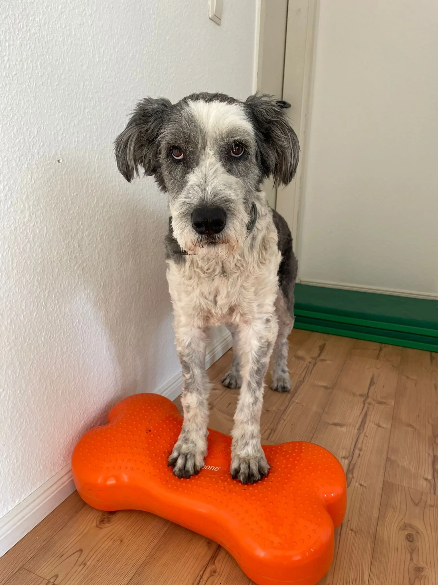 Erstbehandlung Hund