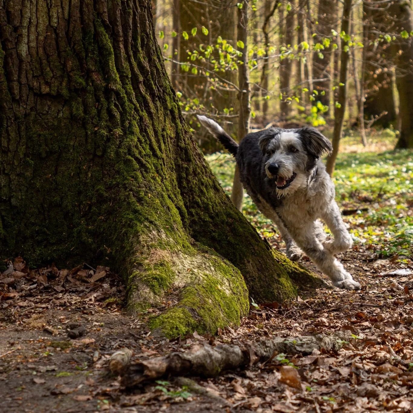 Ein Hund läuft freudig um einen Baum herum.