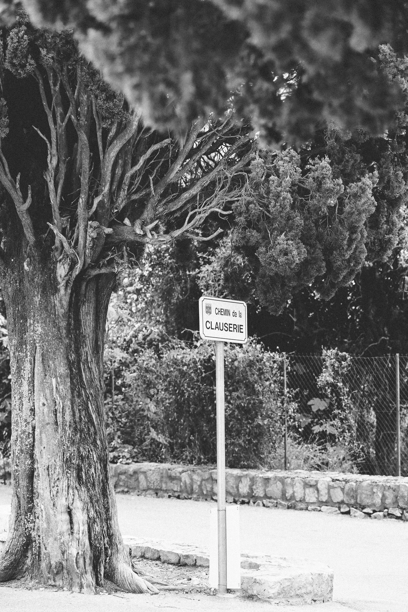 Un arbre grand et touffu se trouve à côté d'un panneau indiquant 'Chemin de la Clauserie'.