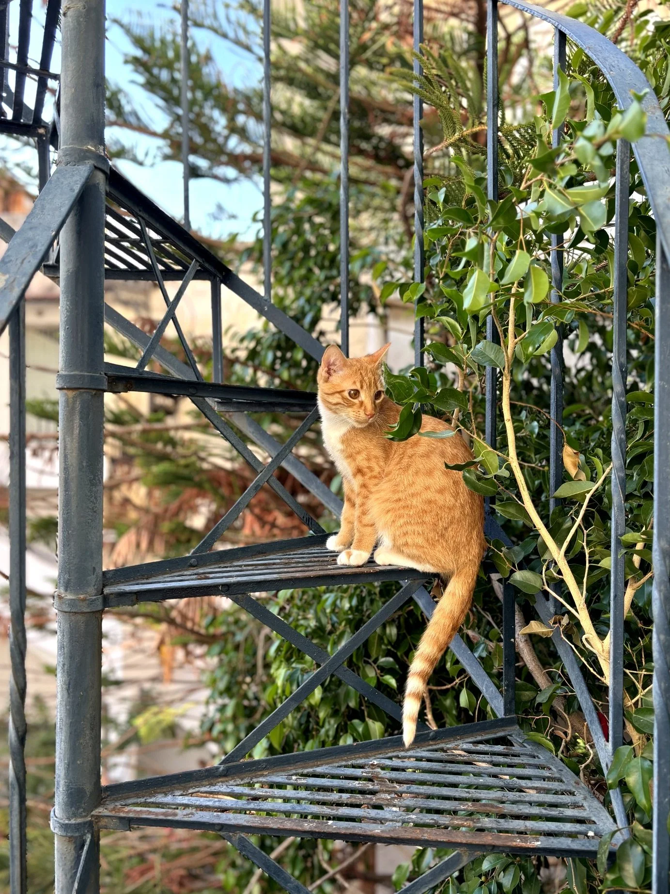 cat in petralona melpomeni house