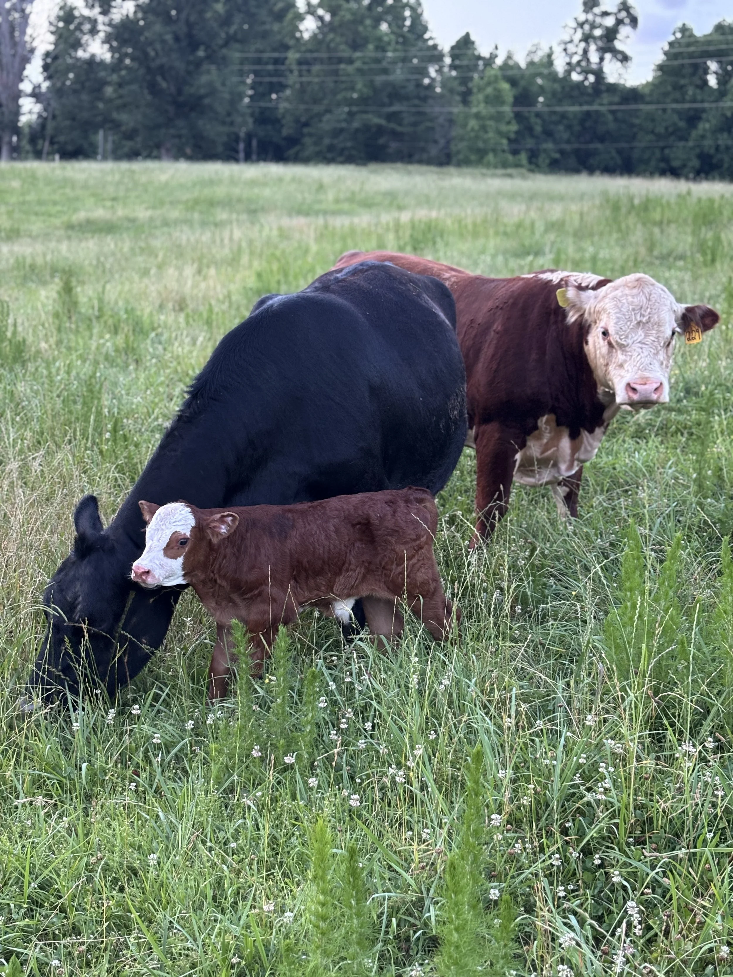 Meet FaithLine Fence Company: Your Hometown Fence Company in Northeast Georgia