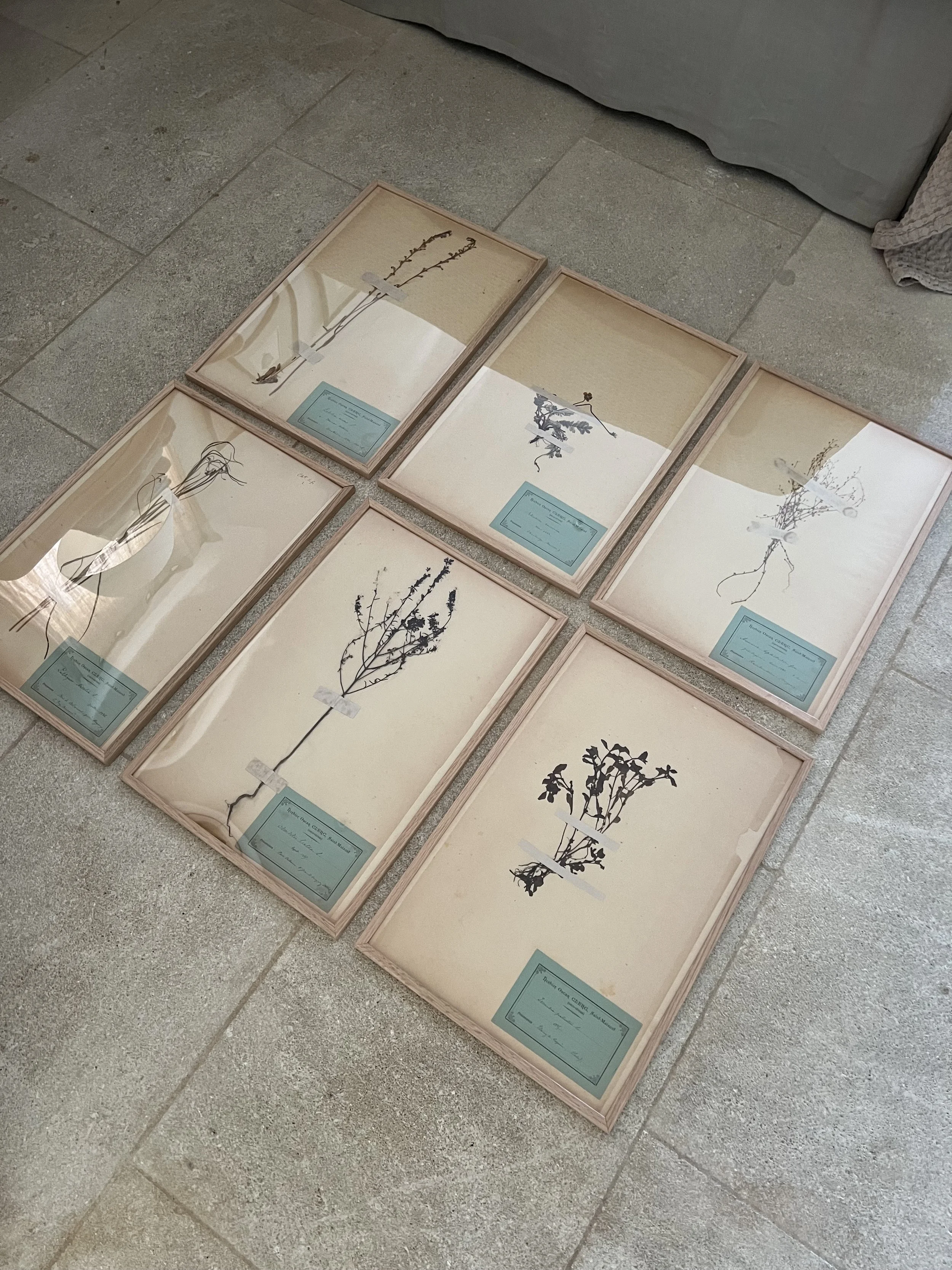 herbiers, dried flowers, antique