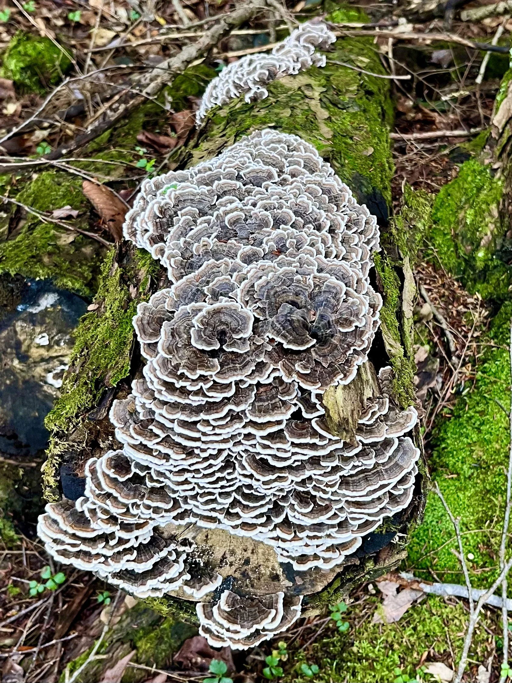  Turkey Tail   
I am forever taking snapshots of mushrooms when I visit my family in the Grafton mountains of upstate NY. The varieties are endless! It's a mycologist's playground. I believe this is Trametes versicolor, a mushroom species also known 