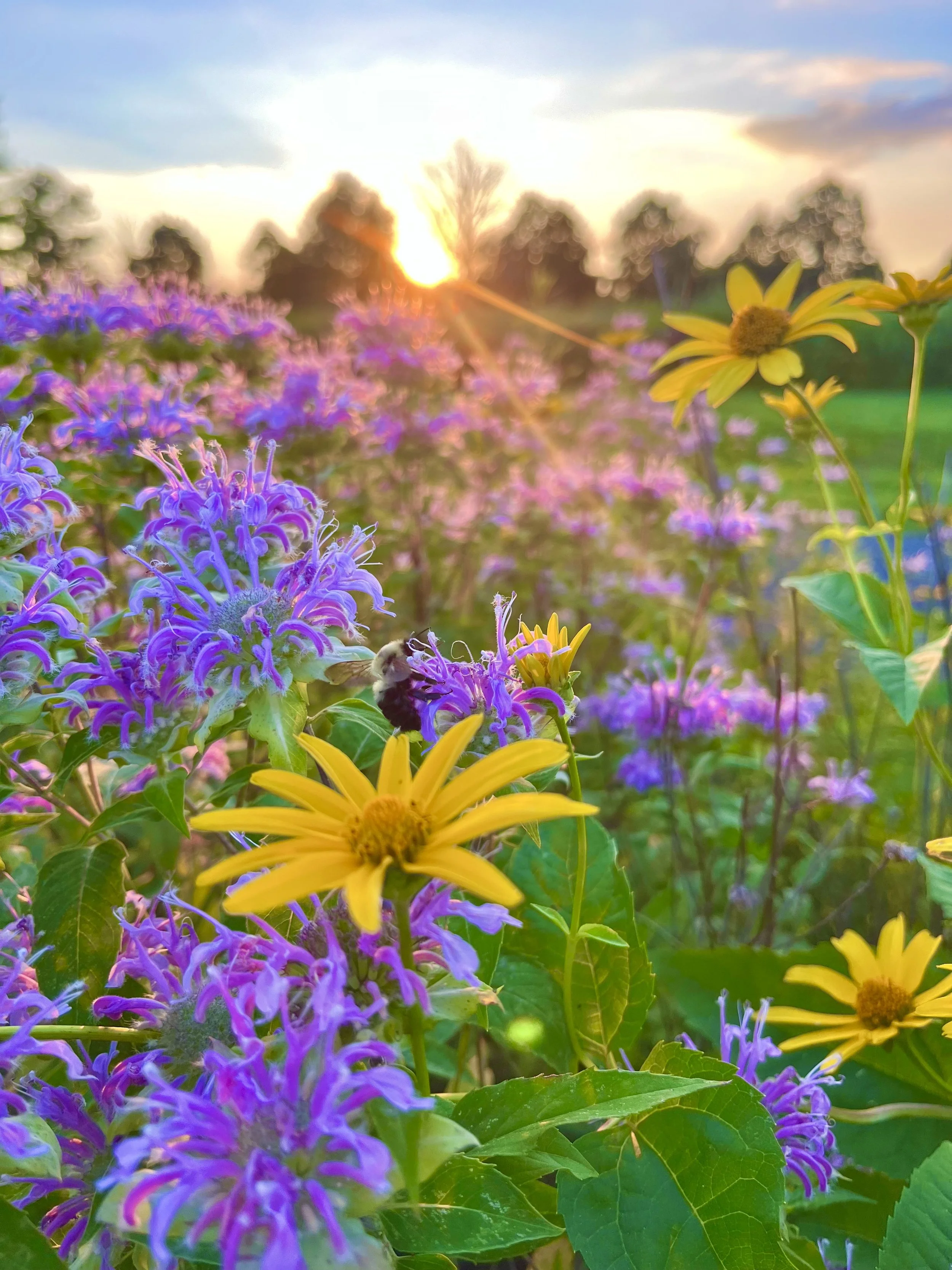  The Color Purple   
I was channeling Alice Walker this evening during my favorite bike ride, which takes me by Rosedale Lake. In The Color Purple she wrote: "I think it pisses God off if you walk by the color purple in a field somewhere and don't no