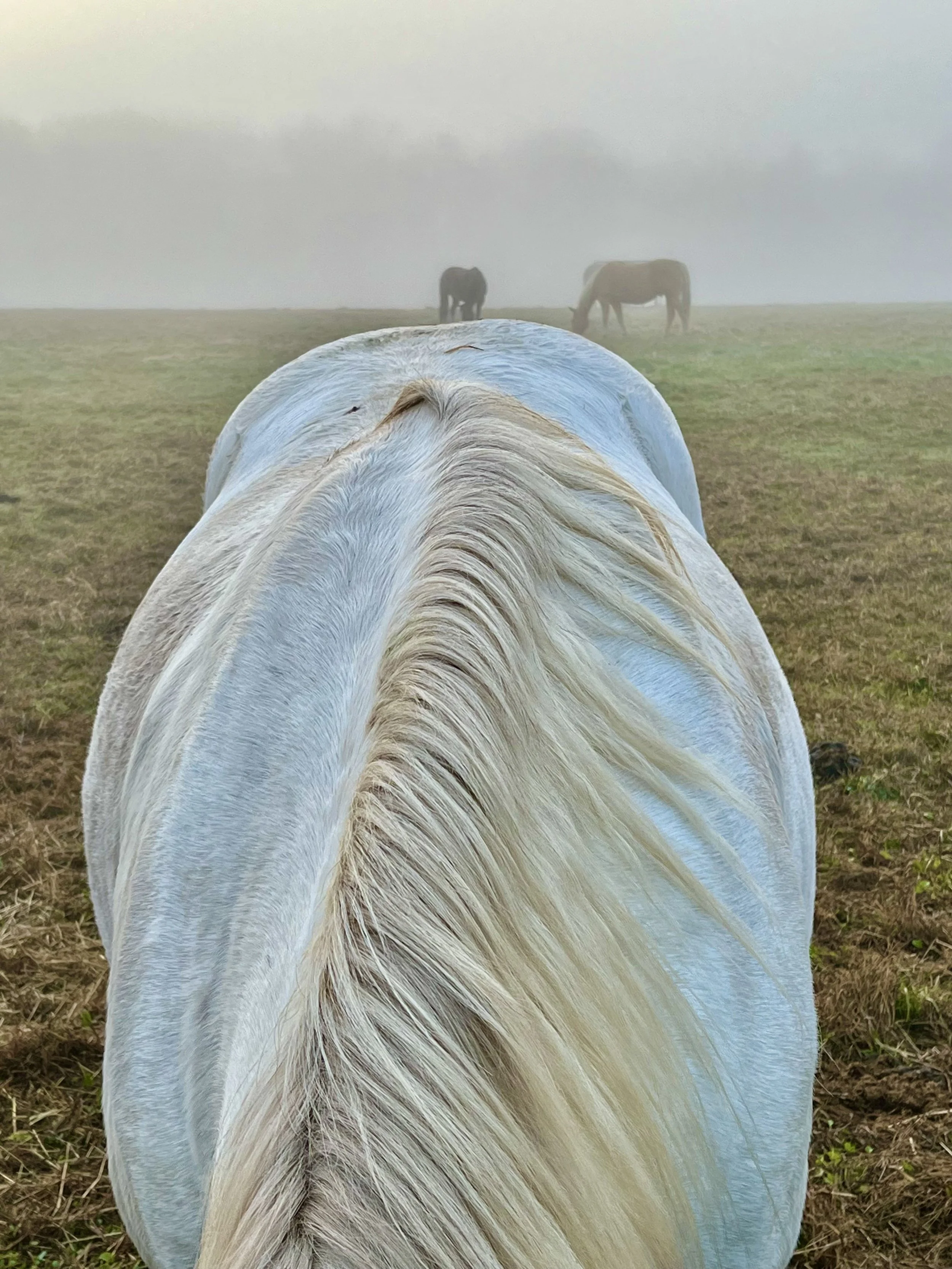  Morning Mane   
I was cruising by Pennington’s Curlis Woods on my bike at 8:00 a.m. one November morning when these horses — residents of the Mercer Equestrian Center — emerged from the mist. What a gift to be alone with these gorgeous creatures in 