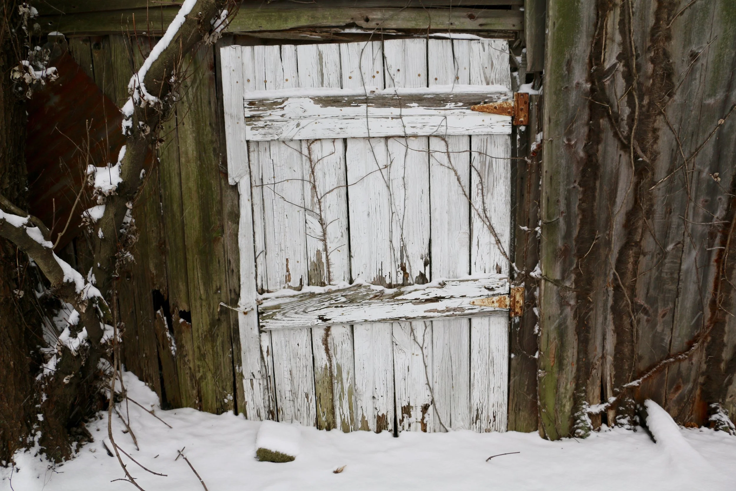 Chapter 1: The Woods