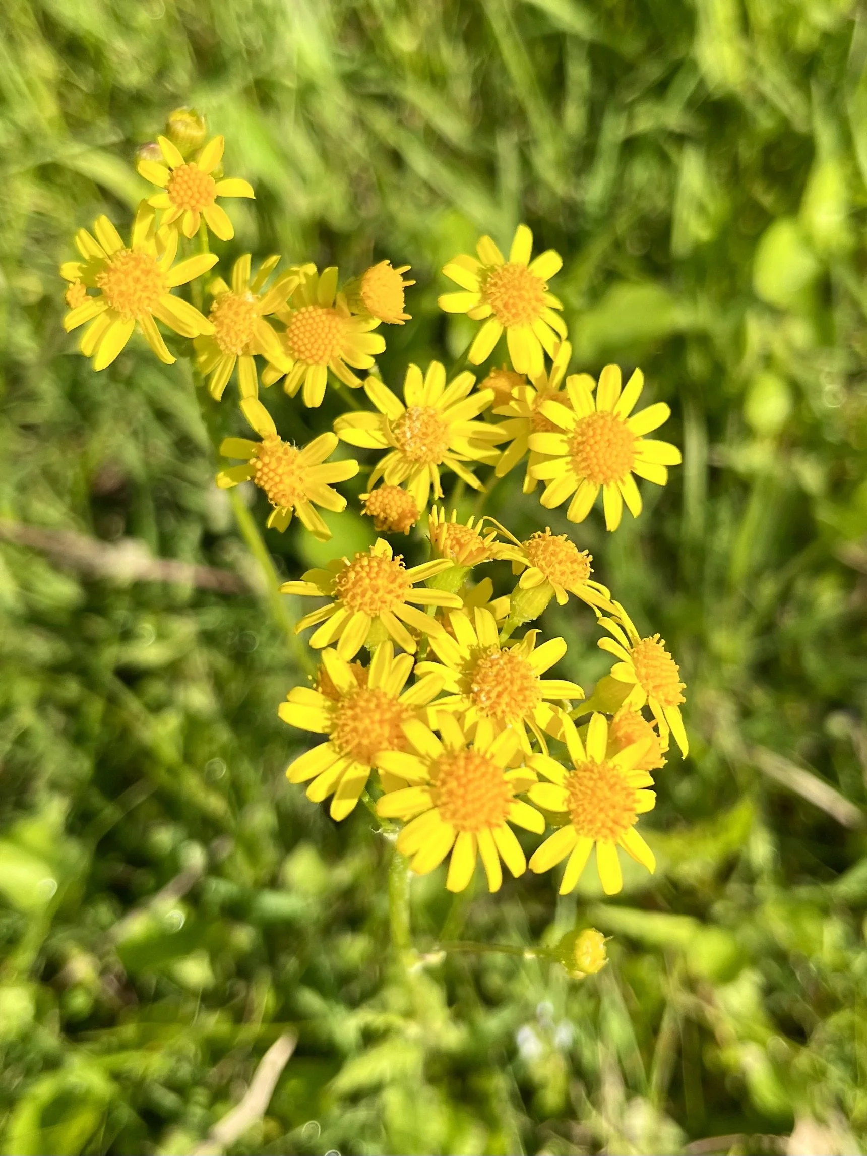 What’s Up, Buttercup?