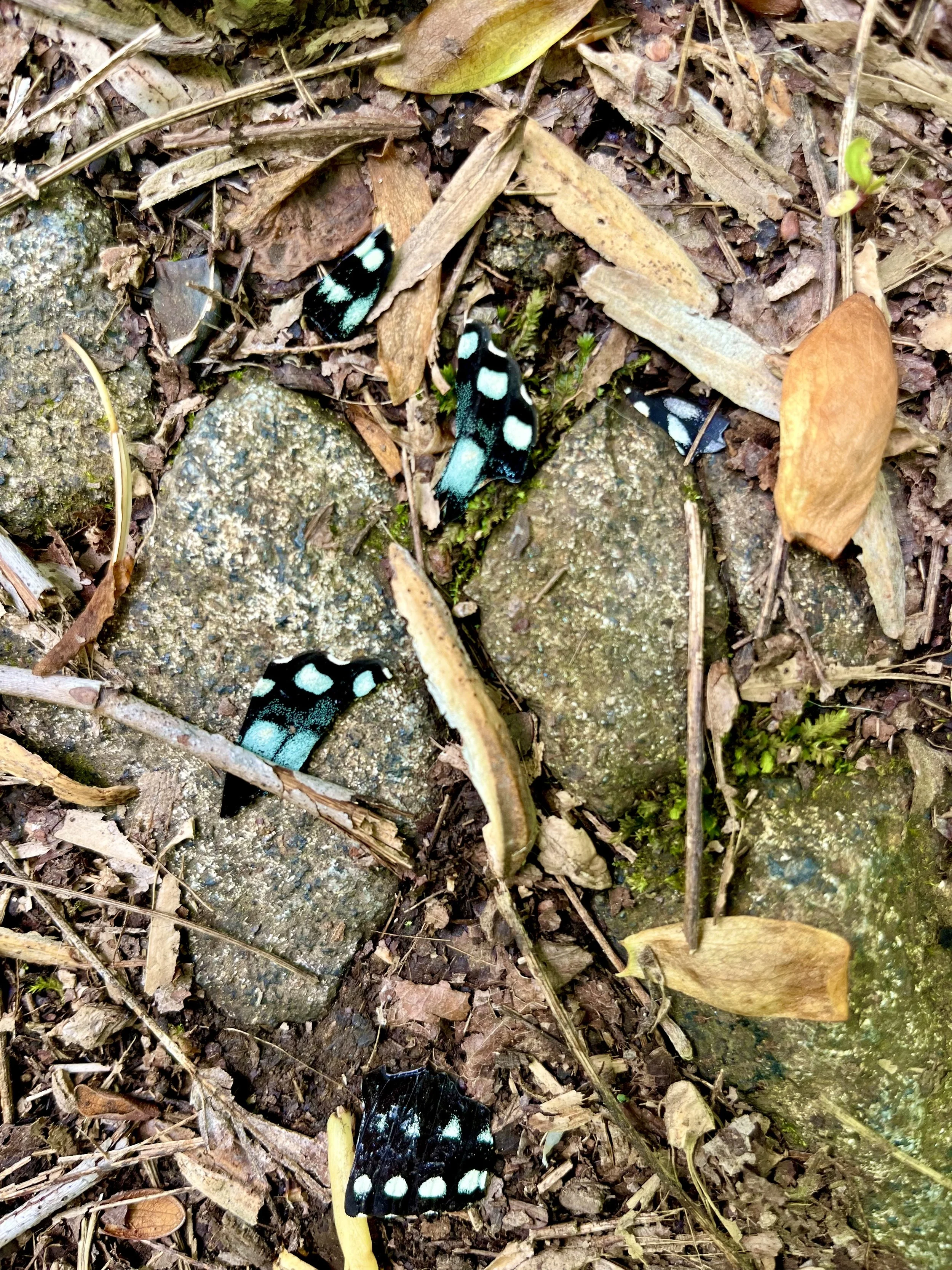 In Pieces