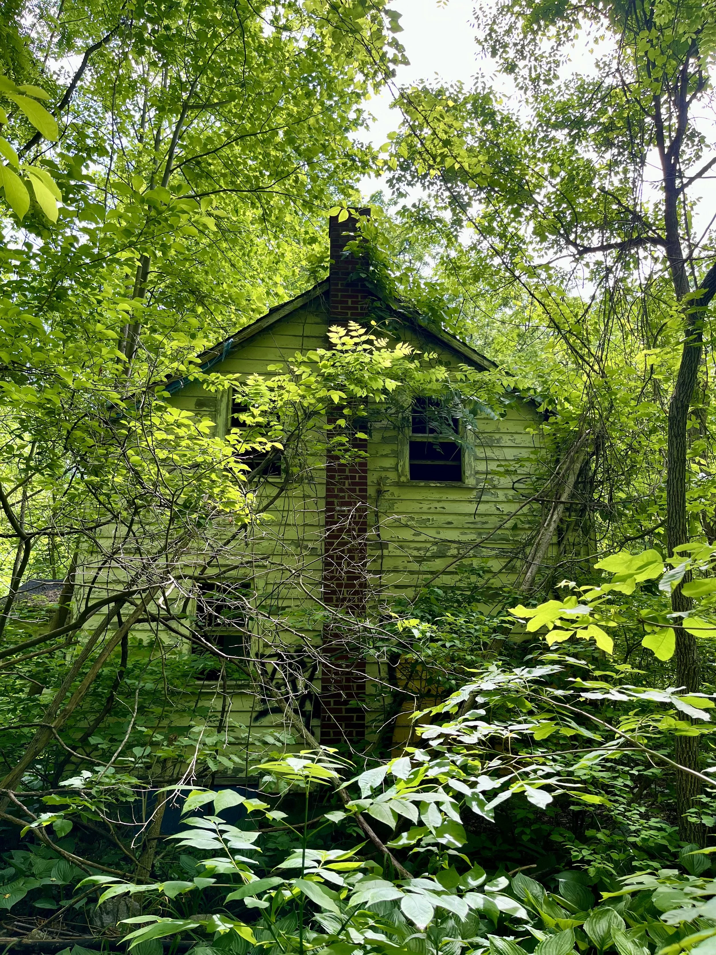 The Mystery of Alexauken Woods