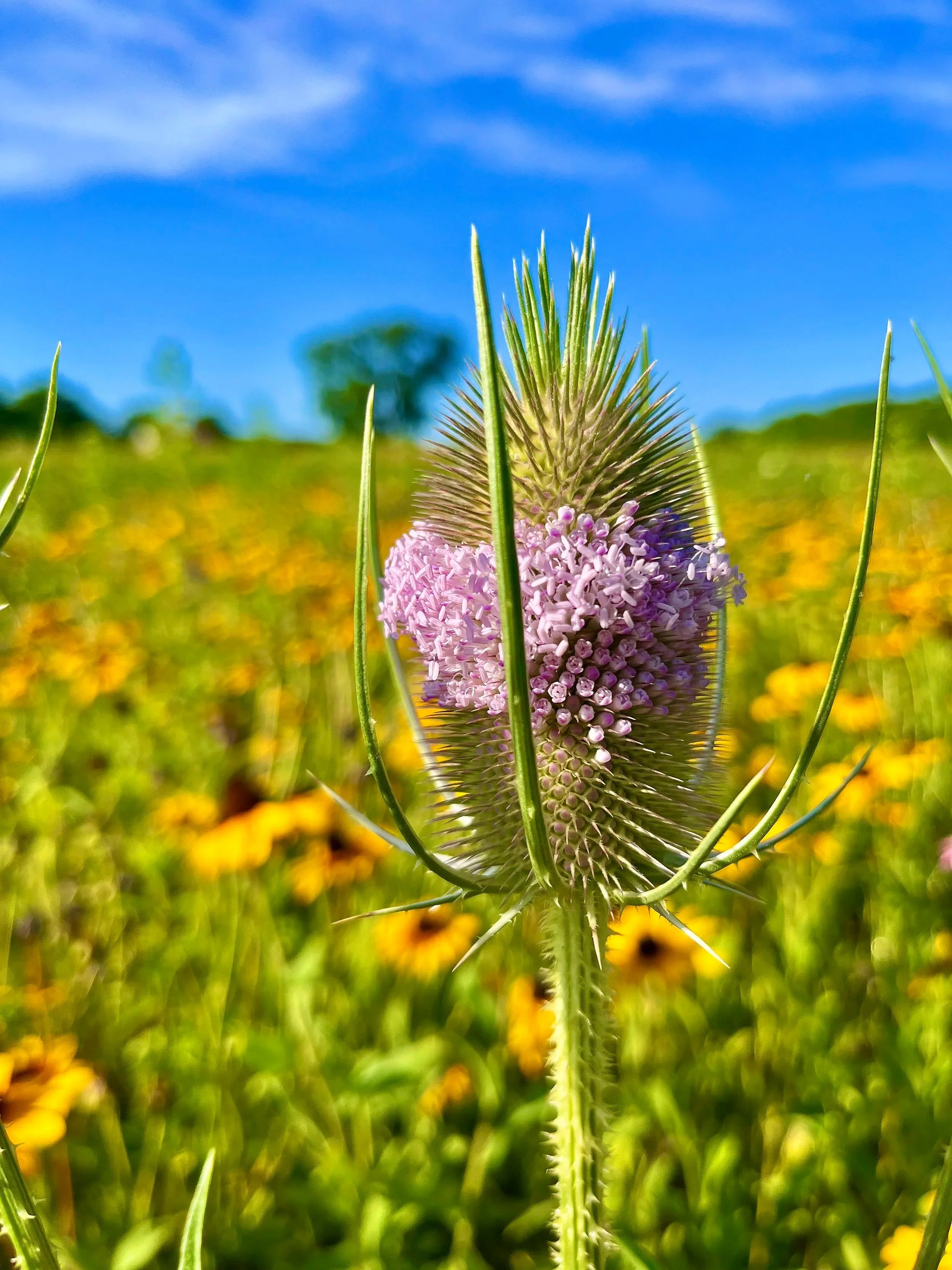  Another Season   
I spotted this blooming teasel amidst the sunflowers spreading across an intentional meadow near Rosedale Lake. Open space in and around Pennington, NJ supports widespread community conservation, encouraging everyone from homeowner