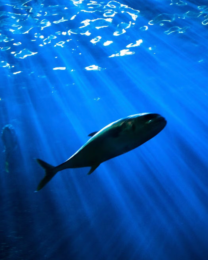  A University of Pennsylvania Grad Takes Us Inside the Blue Economy  
Penn and Wharton alumni are rich sources of industry insight and fascinating business trends. During Climate Week at Penn, Wharton Global Youth's Managing Editor Diana Drake spoke 