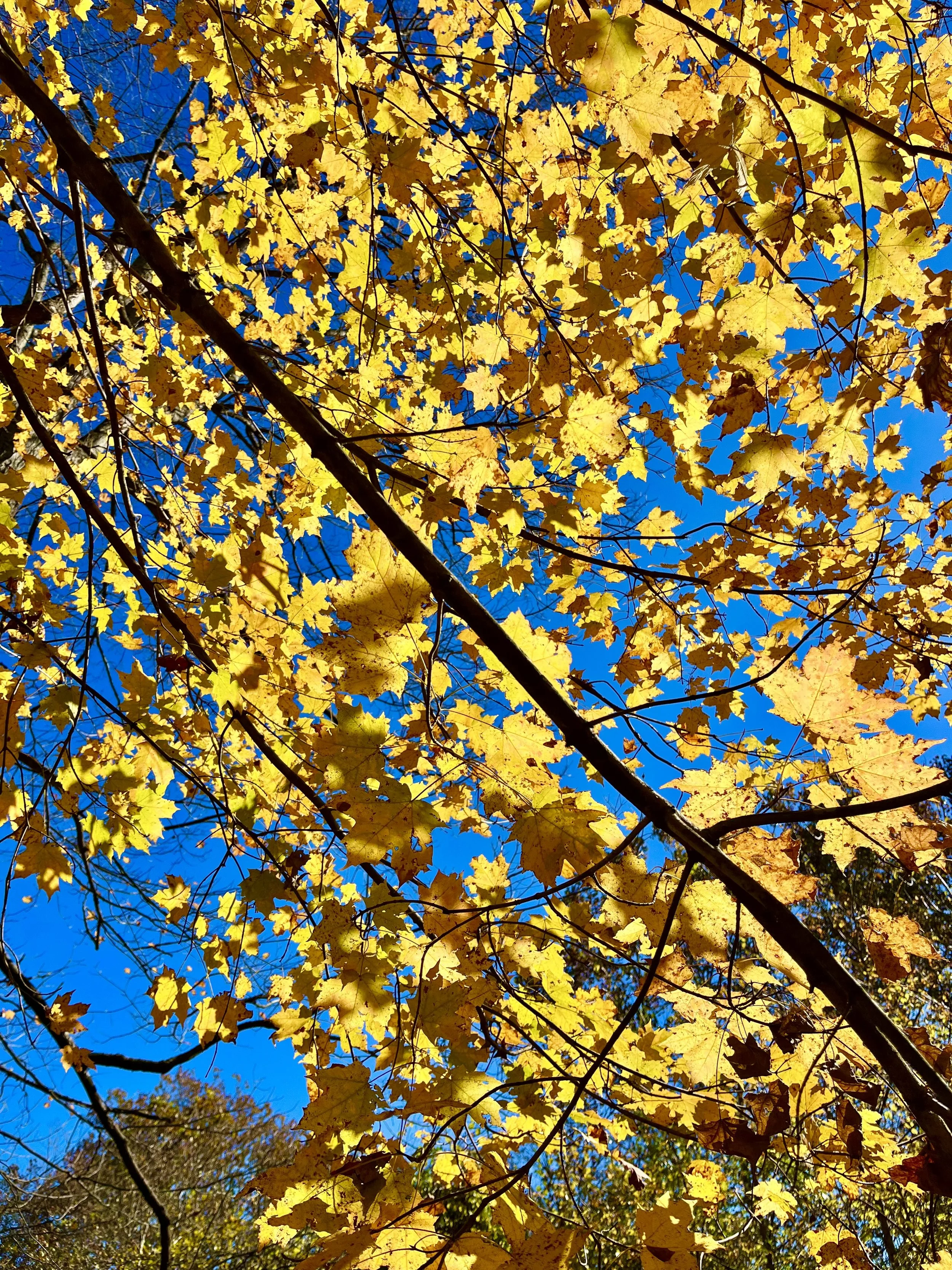  Toward the Sky   
Fall in the forest beneath an impossibly gorgeous azure sky. This October morning, my husband and I headed down tangled Kate's Trail in Princeton, named for a young woman who died in a car accident when she was only 17. These woodl