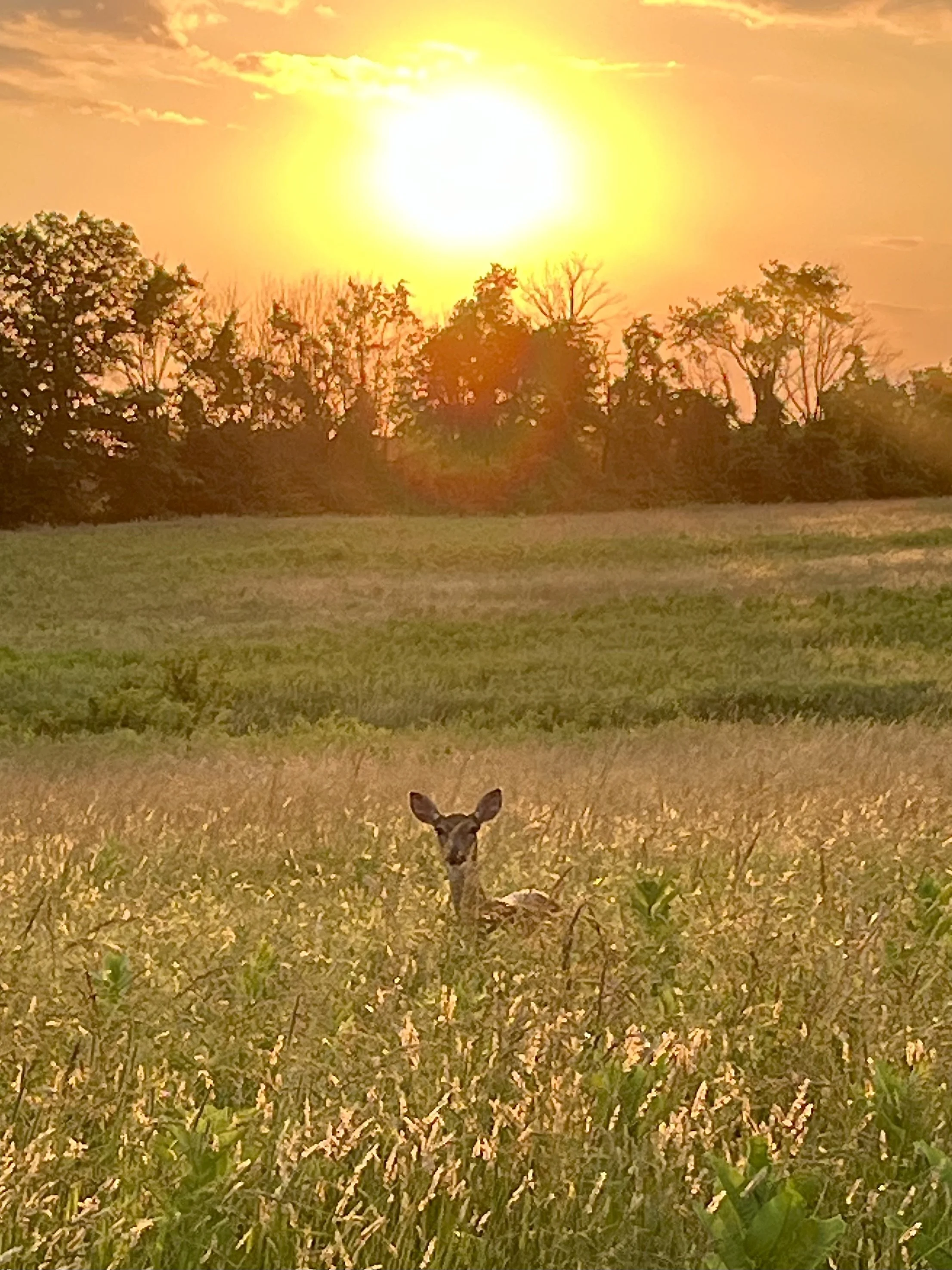  The Watcher  
So often on my bike rides, I encounter deer watching me with fear and curiosity. More times than not, they bound away, white tails waving and bouncing. And other times, they lock in, alert and accepting of my intrusion. Perhaps that da