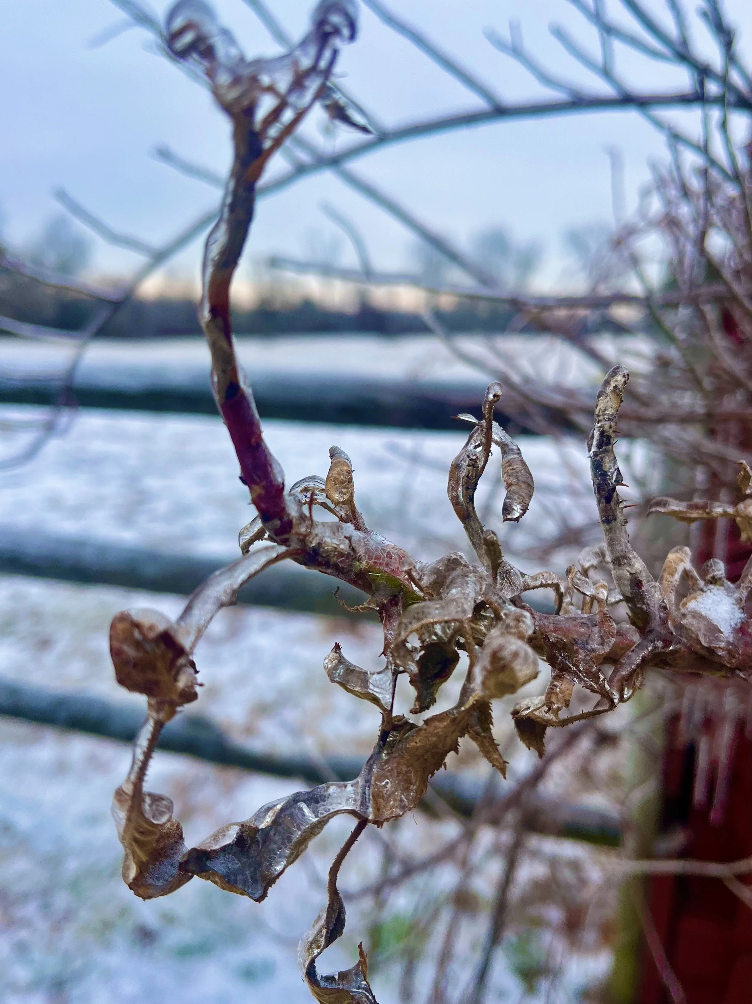  Metal and Glass   
Ice transformed leaves into twisted copper and gold one afternoon as I walked beside a horse pasteur on Woosamonsa Road. The breathtaking intricacies of design! All nature at work. Elizabeth Gilbert (Big Magic and Eat, Pray, Love)