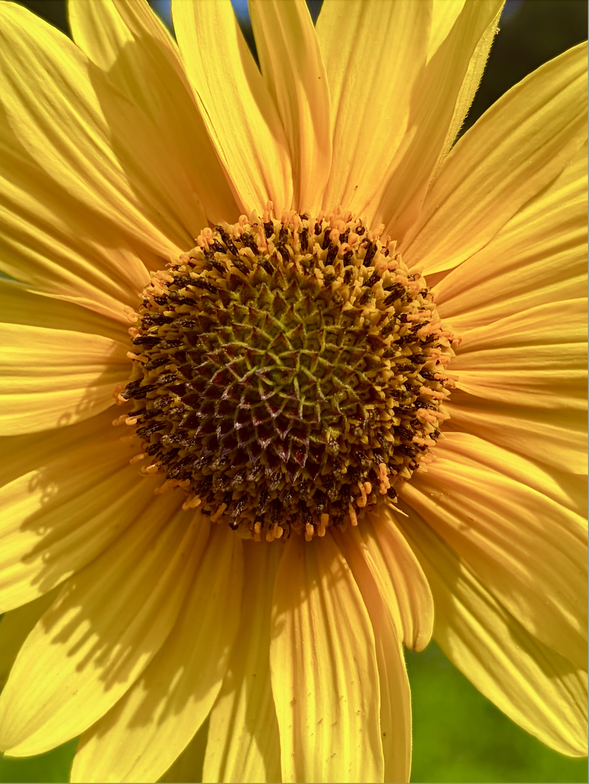  Radiant Spirals   
Okay, I'm obsessed...with sunflowers. Can you blame me? Look at the center of this exquisite bloom, captured on the back poetry trails of Greenway Meadows in Princeton. I see pollination biology and intricate geometry with interlo